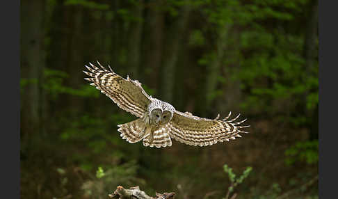 Habichtskauz (Strix uralensis)