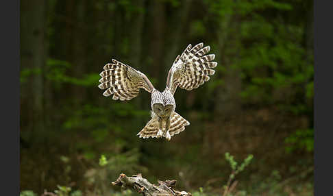 Habichtskauz (Strix uralensis)