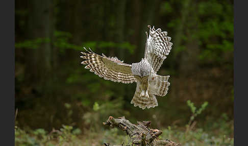 Habichtskauz (Strix uralensis)