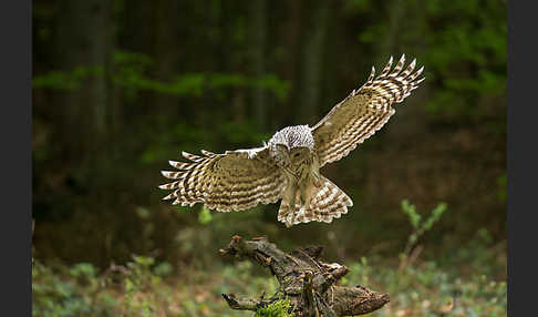 Habichtskauz (Strix uralensis)