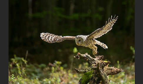 Habichtskauz (Strix uralensis)