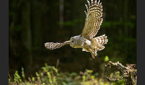 Habichtskauz (Strix uralensis)