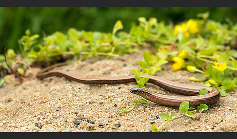 Blindschleiche (Anguis fragilis)