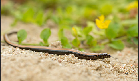 Blindschleiche (Anguis fragilis)