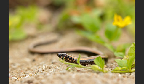 Blindschleiche (Anguis fragilis)