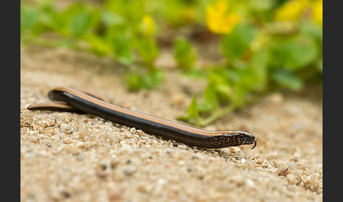 Blindschleiche (Anguis fragilis)