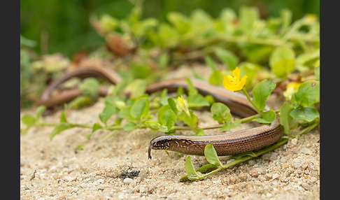 Blindschleiche (Anguis fragilis)