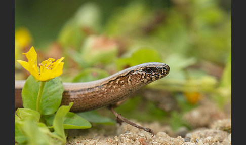 Blindschleiche (Anguis fragilis)