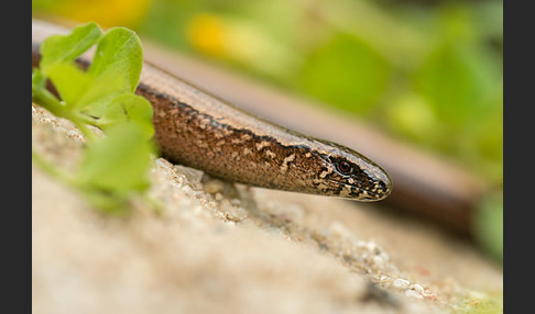 Blindschleiche (Anguis fragilis)