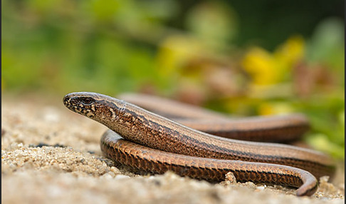 Blindschleiche (Anguis fragilis)