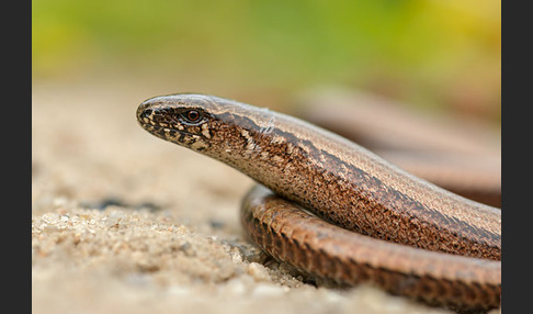 Blindschleiche (Anguis fragilis)