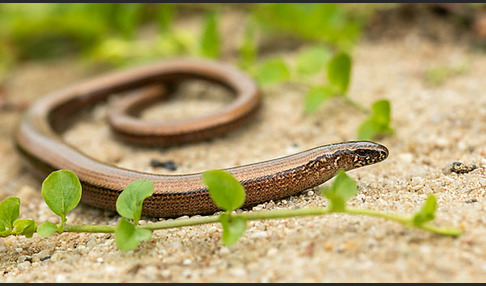 Blindschleiche (Anguis fragilis)