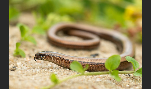 Blindschleiche (Anguis fragilis)