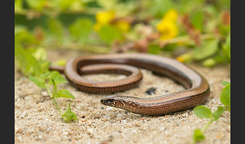 Blindschleiche (Anguis fragilis)