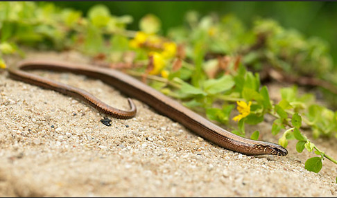 Blindschleiche (Anguis fragilis)