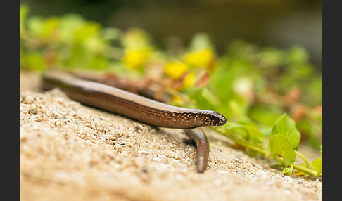 Blindschleiche (Anguis fragilis)