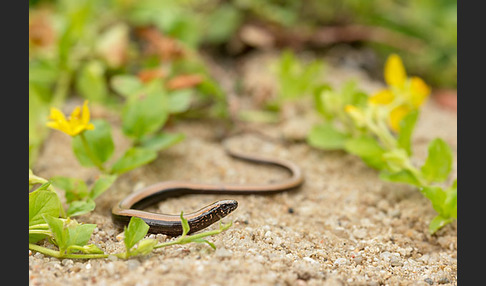 Blindschleiche (Anguis fragilis)