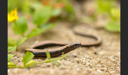 Blindschleiche (Anguis fragilis)