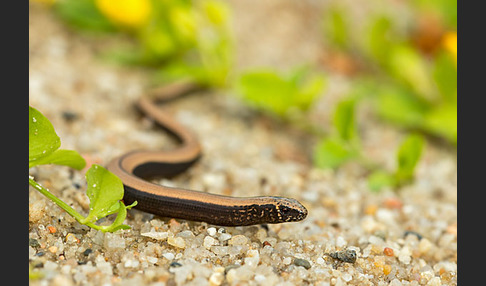 Blindschleiche (Anguis fragilis)