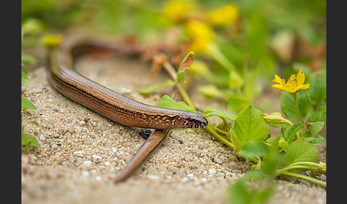 Blindschleiche (Anguis fragilis)