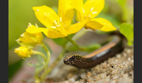 Blindschleiche (Anguis fragilis)