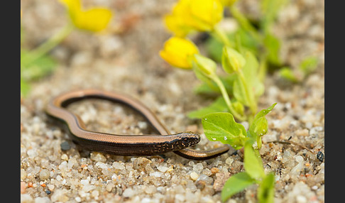 Blindschleiche (Anguis fragilis)