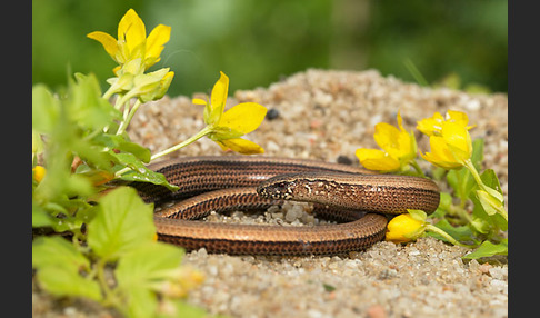 Blindschleiche (Anguis fragilis)