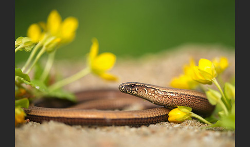 Blindschleiche (Anguis fragilis)