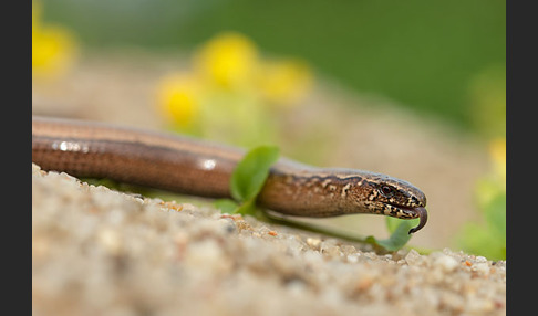 Blindschleiche (Anguis fragilis)