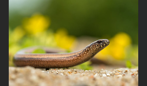 Blindschleiche (Anguis fragilis)