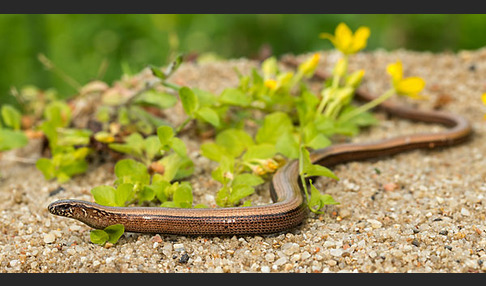 Blindschleiche (Anguis fragilis)