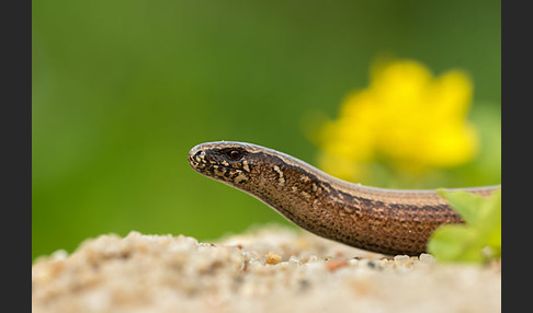 Blindschleiche (Anguis fragilis)