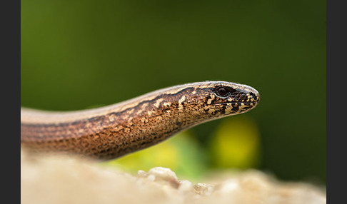 Blindschleiche (Anguis fragilis)