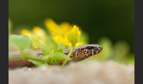 Blindschleiche (Anguis fragilis)