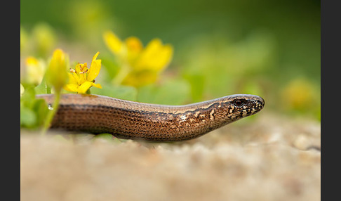 Blindschleiche (Anguis fragilis)