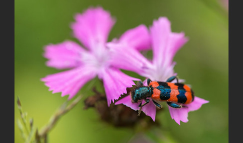 Gemeiner Bienenkäfer (Trichodes apiarius)