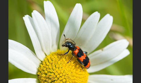 Gemeiner Bienenkäfer (Trichodes apiarius)