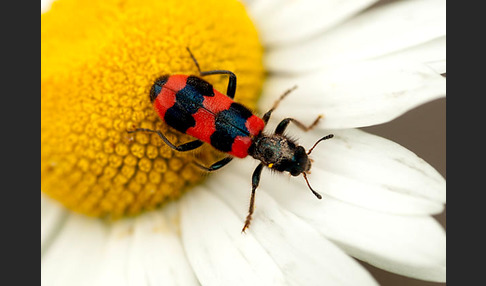 Gemeiner Bienenkäfer (Trichodes apiarius)