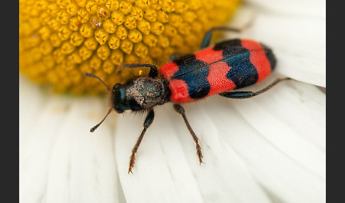 Gemeiner Bienenkäfer (Trichodes apiarius)