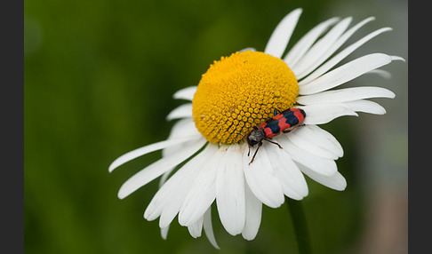 Gemeiner Bienenkäfer (Trichodes apiarius)