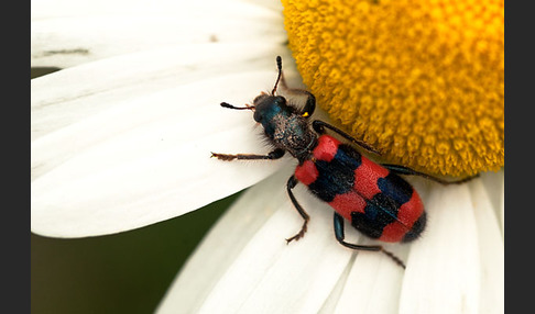 Gemeiner Bienenkäfer (Trichodes apiarius)