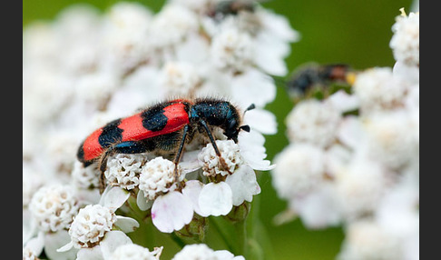 Gemeiner Bienenkäfer (Trichodes apiarius)