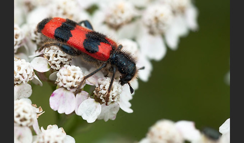 Gemeiner Bienenkäfer (Trichodes apiarius)