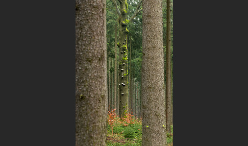 Bäume (tree)