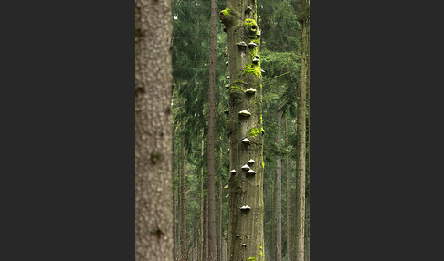 Bäume (tree)