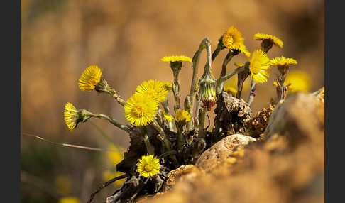 Huflattich (Tussilago farfara)