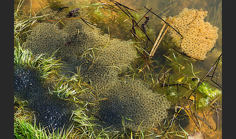 Grasfrosch (Rana temporaria)