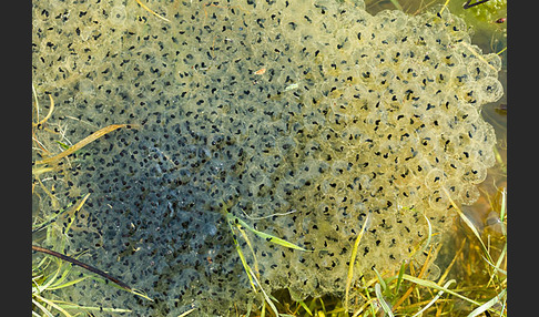 Grasfrosch (Rana temporaria)