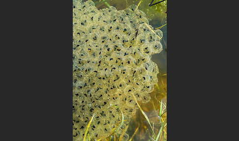 Grasfrosch (Rana temporaria)