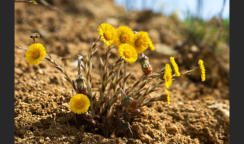 Huflattich (Tussilago farfara)